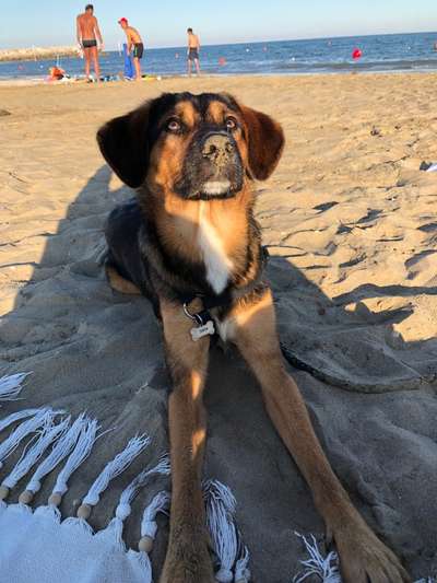 Tierschutzhund ist meine Lieblingsrasse-Beitrag-Bild