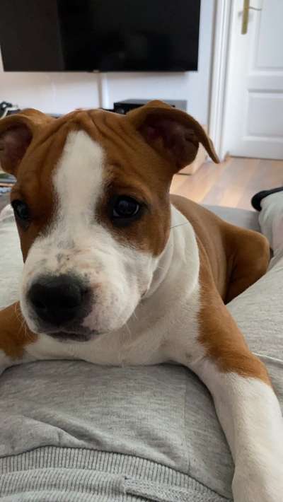 Welpen Bilder !-Beitrag-Bild