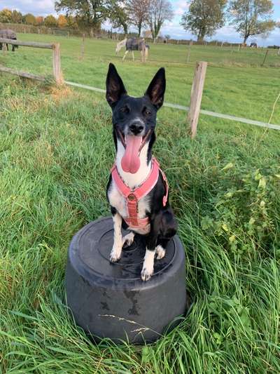 Mischlingshunde Foto Aufruf-Beitrag-Bild