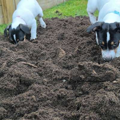 Hundetreffen-Gassie , kennenlernen Welpen  Spielrunde-Bild