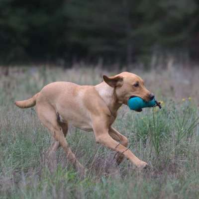 Hundetreffen-Dummyarbeit-Bild