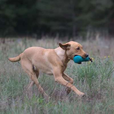 Hundetreffen-Dummytraining-Bild