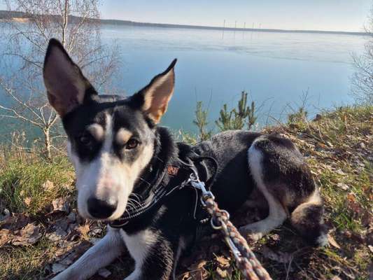 Labradorfans-Beitrag-Bild