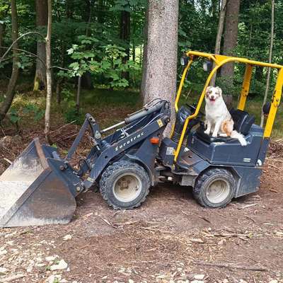 Hundetreffen-Spielen und Gassi-Bild