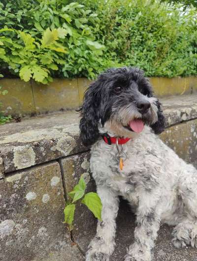 Cockerpoo (Englischer Cockerspaniel +Pudel)-Beitrag-Bild