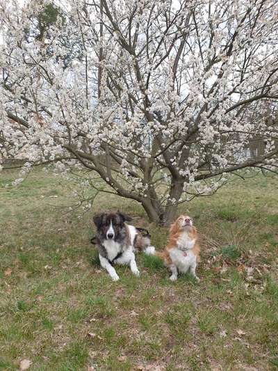 Fotochallenge No. 26                                     Wald und Wiese-Beitrag-Bild