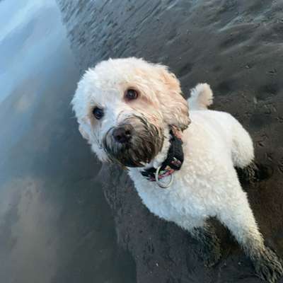 Hundetreffen-Vier und Maarschlande