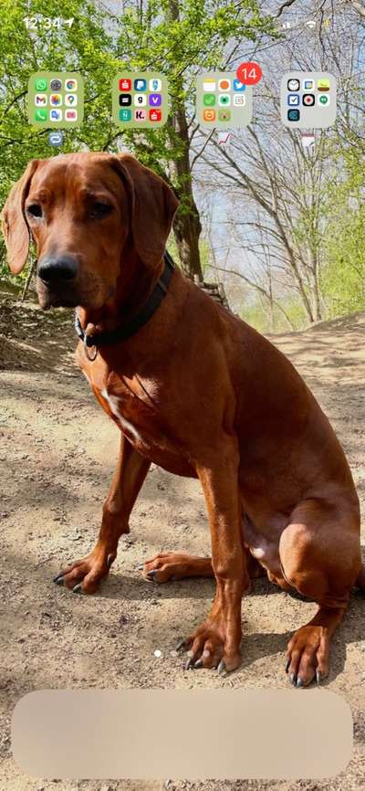 Hundetreffen-Trainingsstunden-Bild