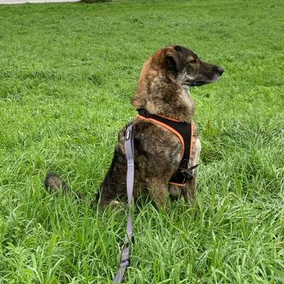 Hundetreffen-Hundefreunde für Mila-Bild