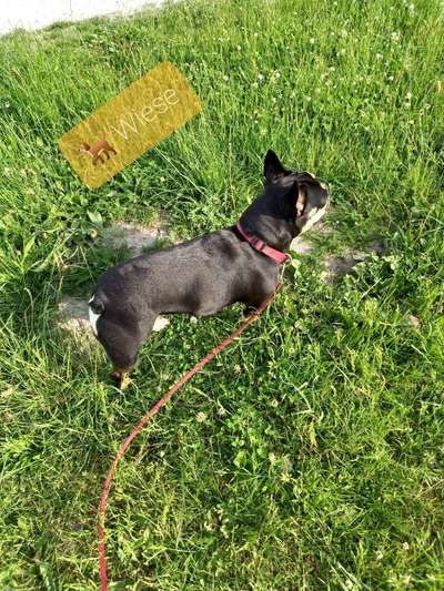 Die Dogorama Monats Challenge "Es grünt und blüht"-Beitrag-Bild