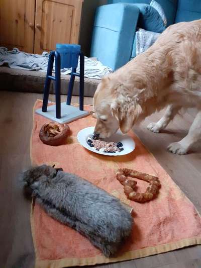 Wo sind die Golden Retriever Liebhaber?-Beitrag-Bild