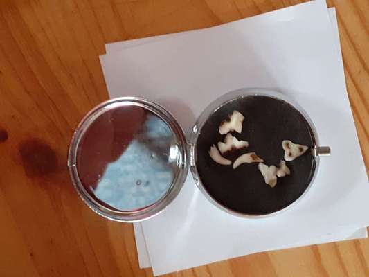 Wo sind die Golden Retriever Liebhaber?-Beitrag-Bild