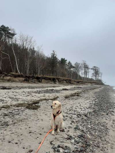 Wo sind die Golden Retriever Liebhaber?-Beitrag-Bild