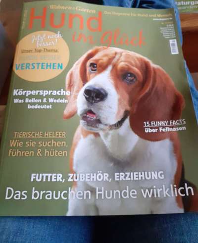 Wo sind die Golden Retriever Liebhaber?-Beitrag-Bild