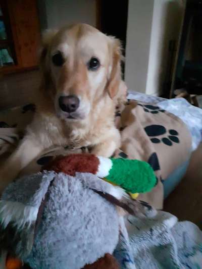 Wo sind die Golden Retriever Liebhaber?-Beitrag-Bild