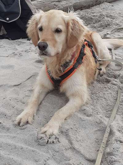 Wo sind die Golden Retriever Liebhaber?-Beitrag-Bild