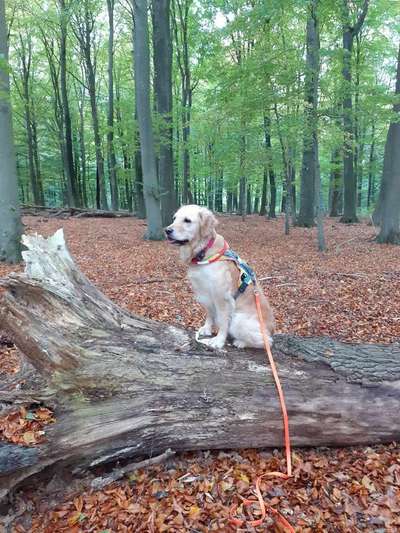 Wo sind die Golden Retriever Liebhaber?-Beitrag-Bild