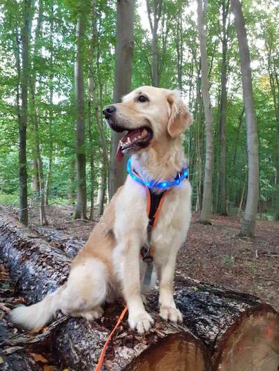 Wo sind die Golden Retriever Liebhaber?-Beitrag-Bild