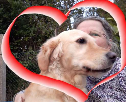 Wo sind die Golden Retriever Liebhaber?-Beitrag-Bild