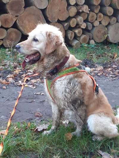 Wo sind die Golden Retriever Liebhaber?-Beitrag-Bild