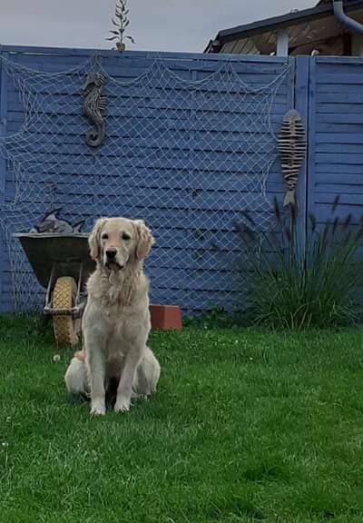 Wo sind die Golden Retriever Liebhaber?-Beitrag-Bild