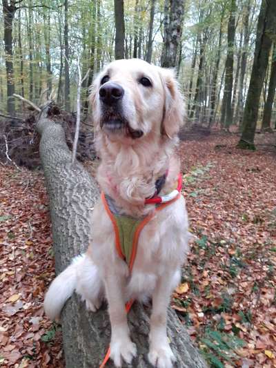 Wo sind die Golden Retriever Liebhaber?-Beitrag-Bild