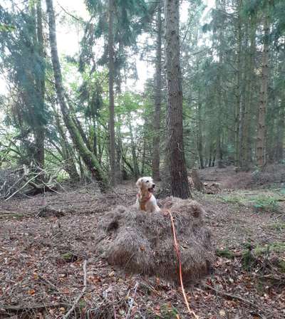 Wo sind die Golden Retriever Liebhaber?-Beitrag-Bild