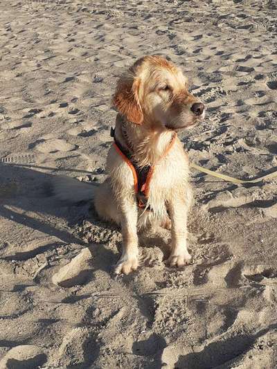 Wo sind die Golden Retriever Liebhaber?-Beitrag-Bild
