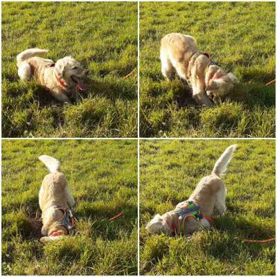 Wo sind die Golden Retriever Liebhaber?-Beitrag-Bild