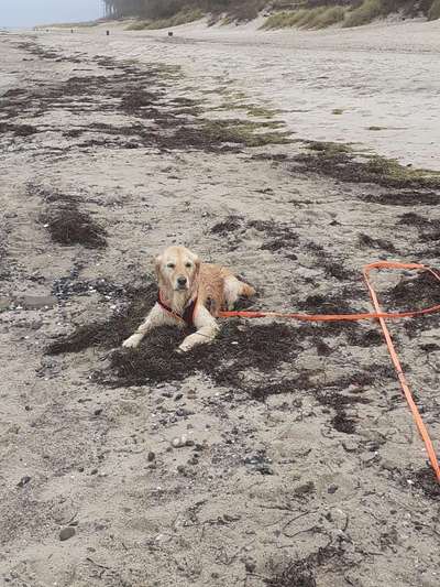 Wo sind die Golden Retriever Liebhaber?-Beitrag-Bild