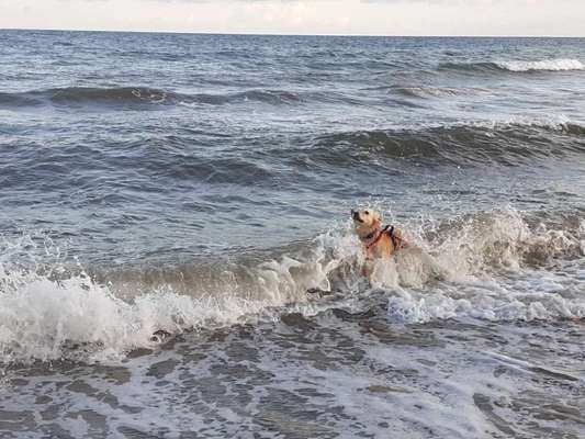 Wo sind die Golden Retriever Liebhaber?-Beitrag-Bild