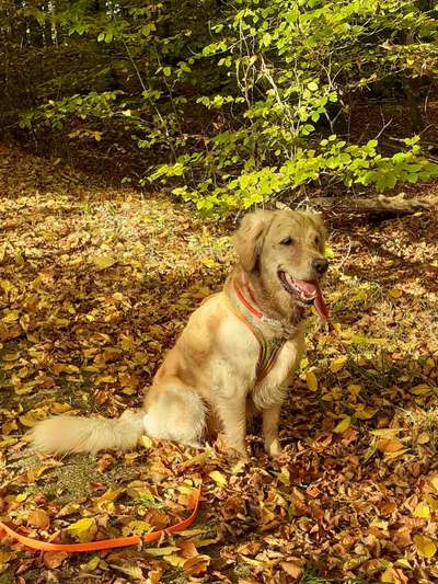 Wo sind die Golden Retriever Liebhaber?-Beitrag-Bild
