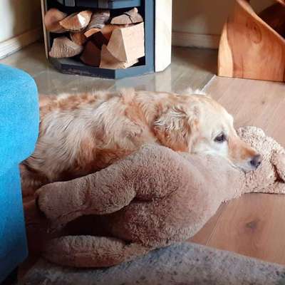 aktuelles Foto Gruppe Golden Retriever