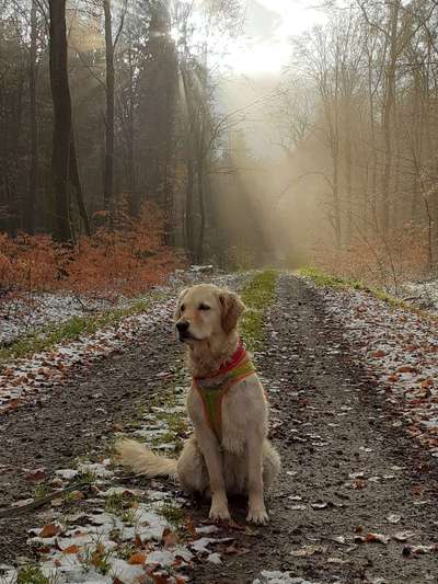 Wo sind die Golden Retriever Liebhaber?-Beitrag-Bild