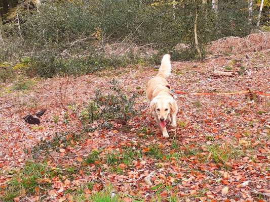 Wo sind die Golden Retriever Liebhaber?-Beitrag-Bild