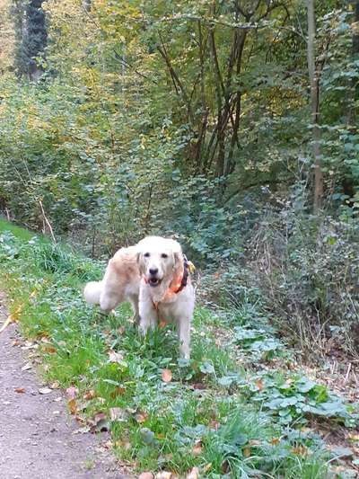 Wo sind die Golden Retriever Liebhaber?-Beitrag-Bild