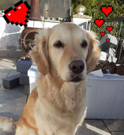Wo sind die Golden Retriever Liebhaber?-Beitrag-Bild