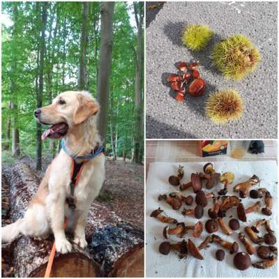 Wo sind die Golden Retriever Liebhaber?-Beitrag-Bild