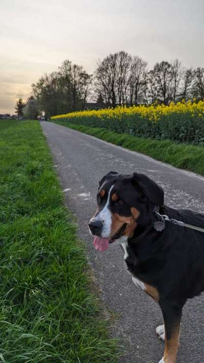 Hundetreffen-Spazieren gehen-Bild