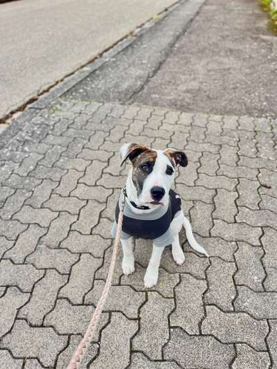 Hundetreffen-Spielgefährte gesucht 🐾-Bild