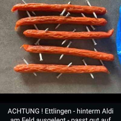 Giftköder-Wurst mit Nägel ausgelegt-Bild