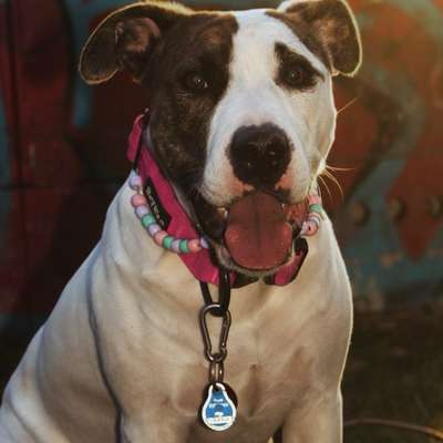 Hundetreffen-Playdate 🤍-Bild