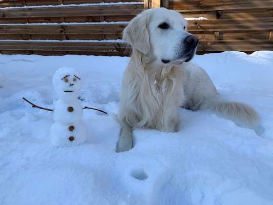 Die Dogorama Kalender Challenge Teil 2/4-Beitrag-Bild