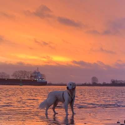 Hundetreffen-Social Walk (Landkreis Wesermarsch)-Bild