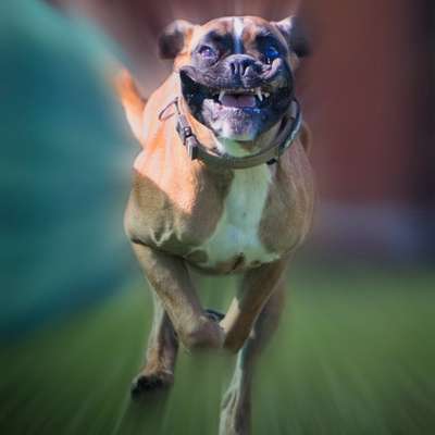 Hundetreffen-Hunderennen-Bild