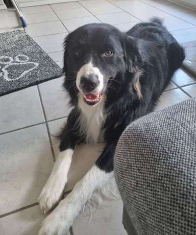 Hundetreffen-Gemeinsame Spaziergänge-Bild