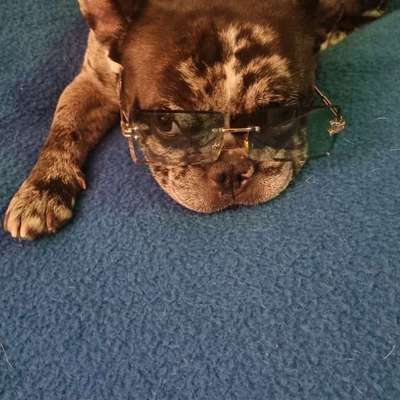 Hundetreffen-Hundetreffen Berlin 🩷🐶-Bild