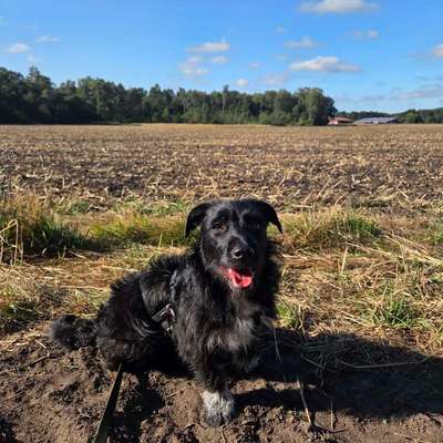 Hundetreffen-Gemeinsame Spaziergänge-Bild