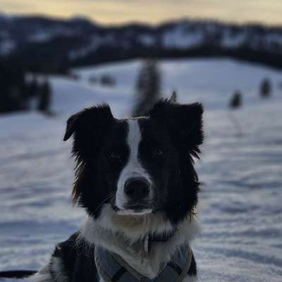 Hundetreffen-Joggingrunde mit Hund