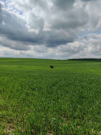 Hundetreffen-Eddie's manège-Bild